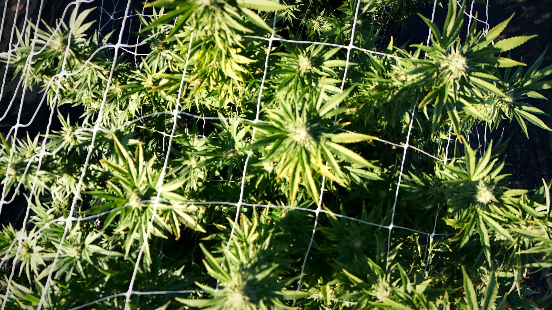 Cannabis tops growing up through trellis netting on the Germfask farm