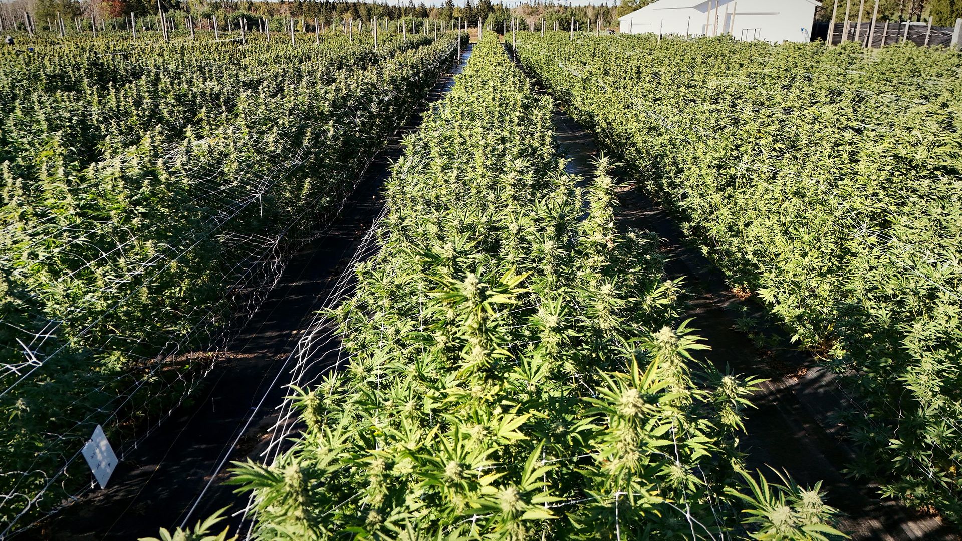 Rows of cannabis plants on the CannabisFire farm in Germfask, Michigan