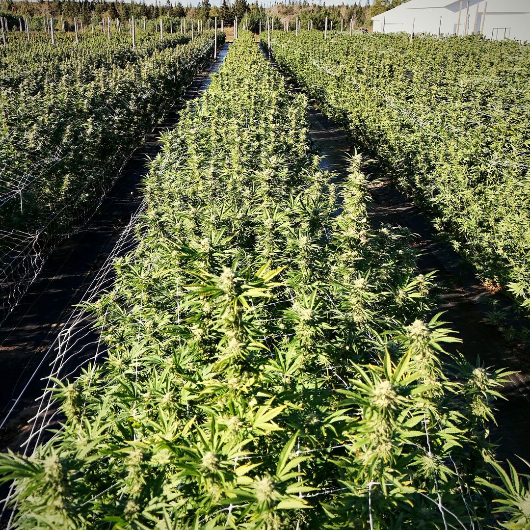 Rows of cannabis plants on the CannabisFire farm in Germfask, Michigan