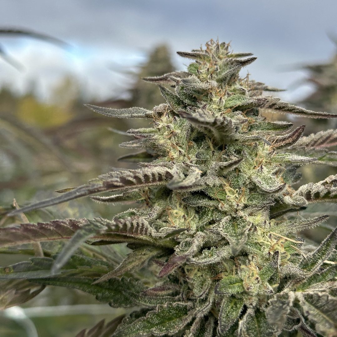 Dirty Taxi cola covered in trichomes, in the field in Germfask