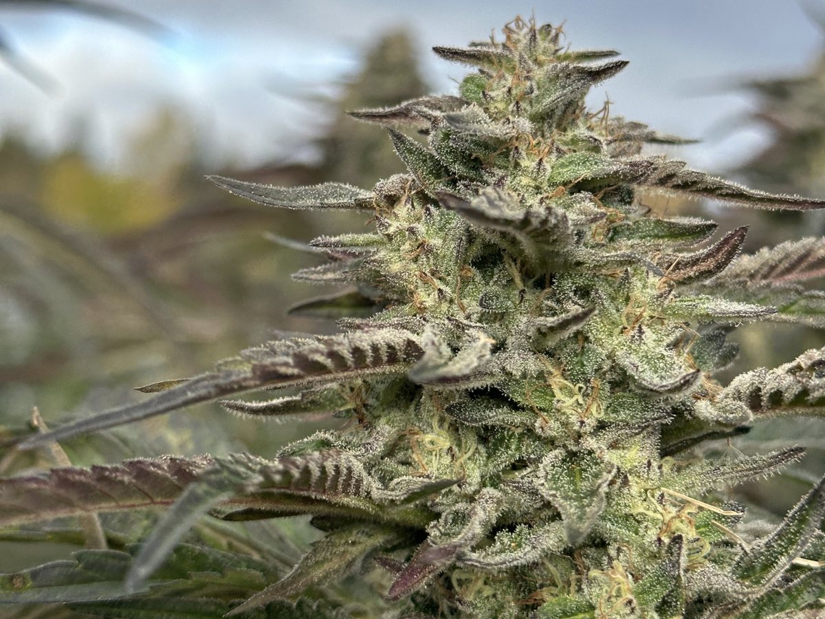 Dirty Taxi cola covered in trichomes, in the field in Germfask