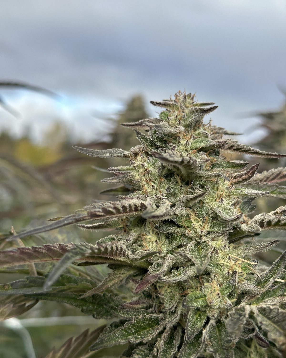 Dirty Taxi cola covered in trichomes, in the field in Germfask