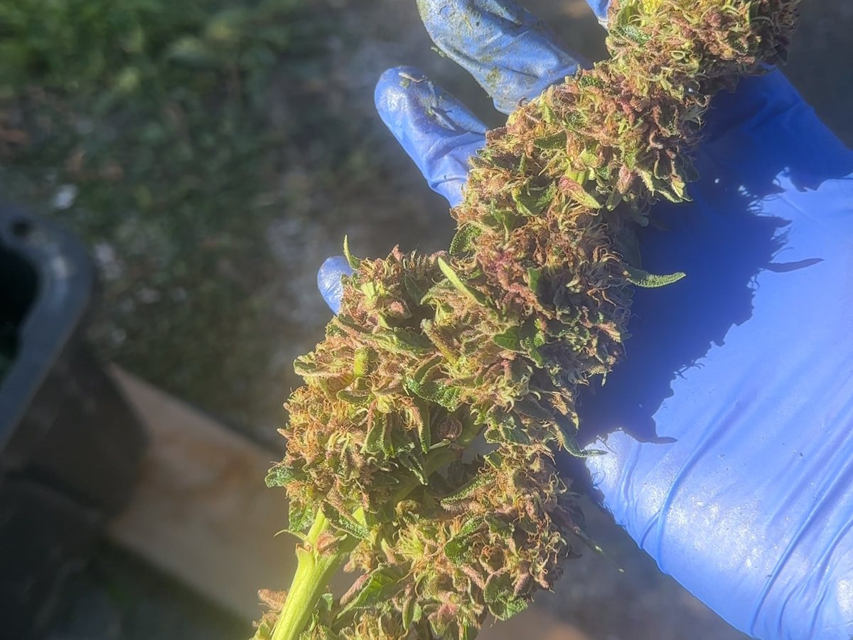 Freshly cut #1 Stunna cola held in a gloved hand at harvest